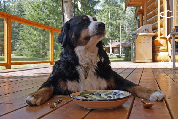 Leuke tuintips voor de hond – Berner sennenhond op veranda. (Foto Pixabay.com, werner22brigitte  op DroomHome.nl)