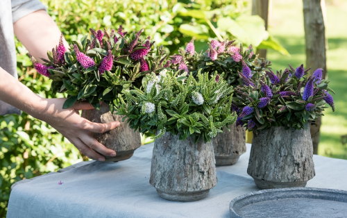 Tuinplant van de Maand Augustus: Hebe – Plant Hebe, ook wel Struikveronica Verzorging Tips – MEER Tuinplanten… (Foto Mooiwatplantendoen.nl  op DroomHome.nl)