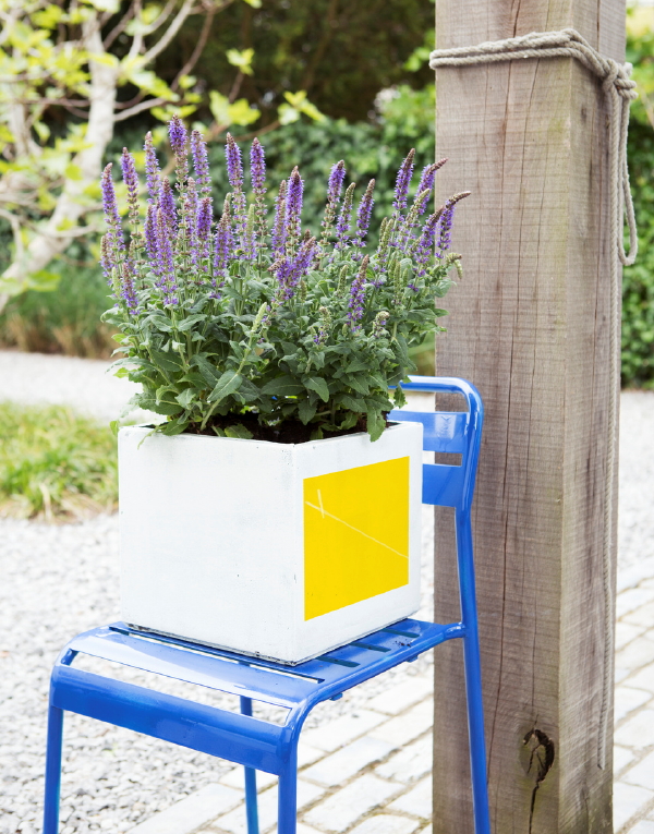 Tuinplant van de Maand Mei: Salie - Paarse Salie Plant in Pot. (Foto Mooiwatplantendoen.nl  op DroomHome.nl)