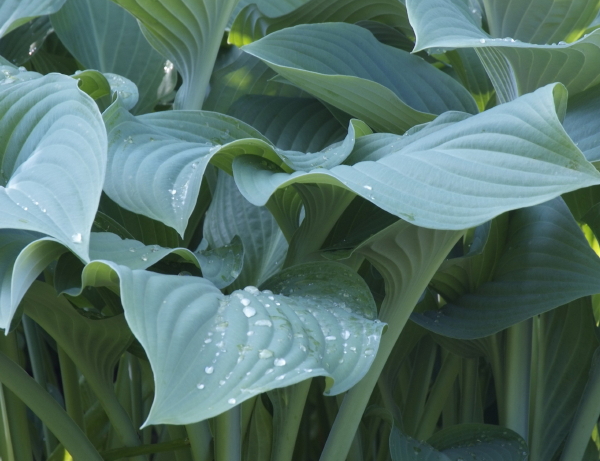 Sfeer Brengen in de Tuin met Bladplanten – Hosta Nigrescens Krossa Regal – MEER Terras en Tuinplanten Inspiratie… (Foto iVerde  op DroomHome.nl)