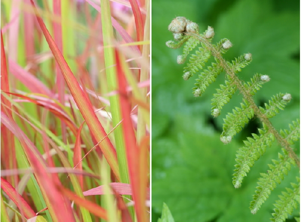 Sfeer Brengen in de Tuin met Bladplanten – Imperata Cylindrica Red Baron & Polystichum Setiferum Proliferum (Foto iVerde  op DroomHome.nl)