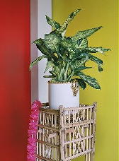 Kamerplant Dieffenbachia Weetjes & Plantenverzorging (Flowercouncil & DroomHome.nl)