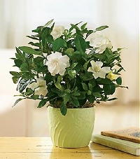 Kamerplant April 2011- Woonplant Gardenia met Witte Bloemen voor Binnen en in de Zomer Buiten in Pot (Foto BBH op DroomHome.nl)