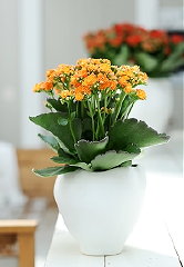 Plant Kalanchoe, Vetplant met Plantenverzorging Tips (Foto Kalanchoe BBH op DroomHome.nl)