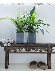 Woonplant Augustus 2011 - Spathiphyllum, ook wel Lepelplant genoemd met Spathiphyllum plantenverzorging Tips LEES MEER... (Foto Flowercouncil  op DroomHome.nl)