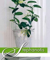 Stephanotis Kamerplant van de Maand Maart 2010, FlowerCouncil