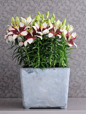 Woonplant Lilium, ook wel Lelie met Plantenverzorging Tips (Foto Flowercouncil  op DroomHome.nl)