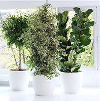 Plant Ficus - Woonplant februari 2011 met Kamerplant Ficus Verzorging Tips (Foto Flower Council) op DroomHome.nl)