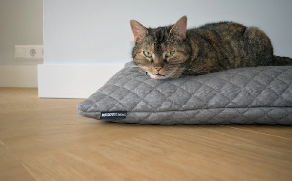 Stijlvolle HOTDOG DESIGNS kattenkussen POEDIE. (Foto HOTDOG DESIGNS  op DroomHome.nl)