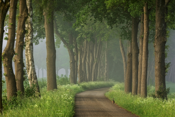 Ikea en Hasselblad lanceren de bijzondere fotocollectie Norrhassel (Foto Poster Lars van de Goor, Ikea  op DroomHome.nl)