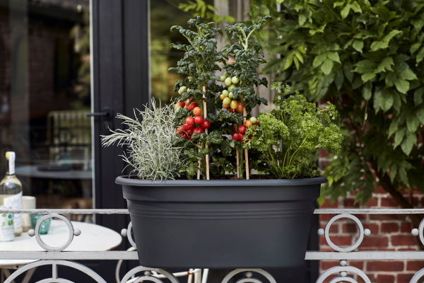 Moestuin op het balkon met Elho balkonbak en kweekhuis Green Basics Grow House Flower Bridge voor kweken van groenten, fruit en kruiden. (Foto Elho  op DroomHome.nl)