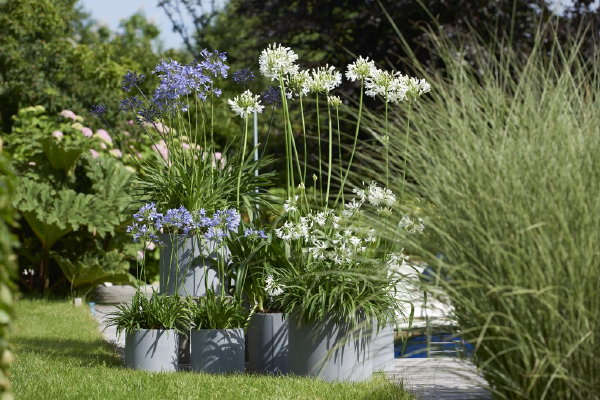 Terrasplant van het jaar 2018: Agapanthus, Afrikaanse Lelie plantverzorging tips. (Foto Mooiwatplantendoen.nl  op DroomHome.nl)