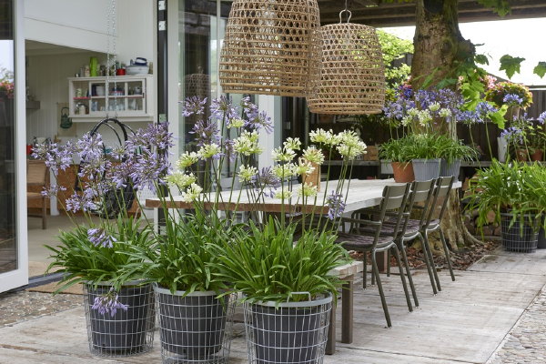 Terrasplant van het jaar 2018: Agapanthus in potten en bakken. (Foto Mooiwatplantendoen.nl  op DroomHome.nl)