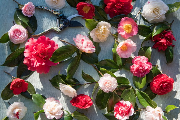 Tuinplant van de maand januari 2018 Camellia – Camelia of Japanse Roos genoemd met plantverzorging tips (Foto Mooiwatplantendoen.nl  op DroomHome.nl)