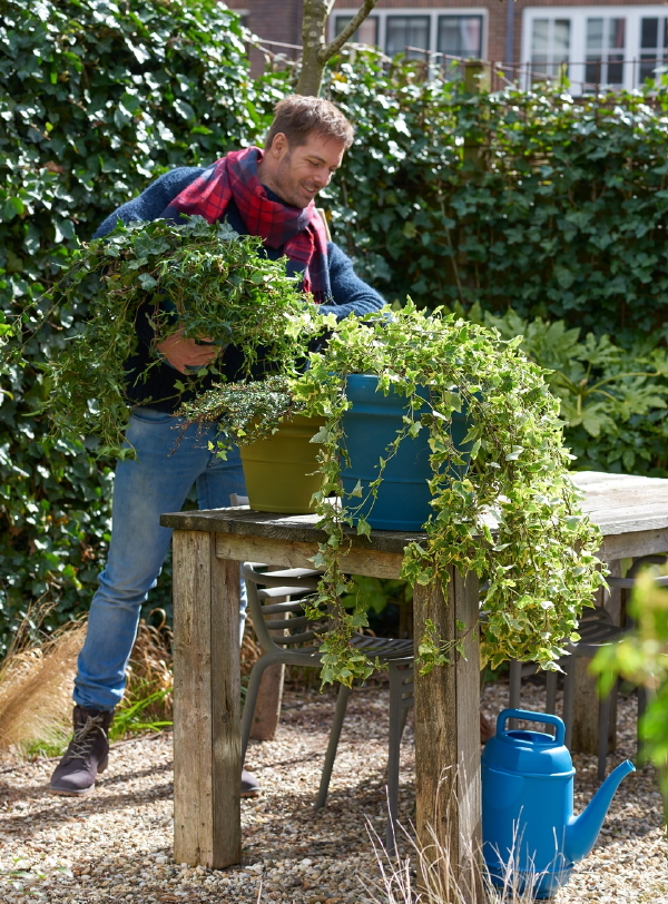 Hedera / Klimop tuinplant van de maand Maart – Hedera haag, bodembedekker en in pot. (Foto Mooiwatplantendoen.nl  op DroomHome.nl)