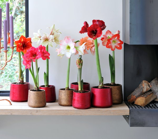 Amaryllis – Woonplant van de maand 2017 met Amaryllis plantverzorging tips – MEER Kamerplanten inspiratie… (Foto Mooiwatplantendoen.nl  op DroomHome.nl)