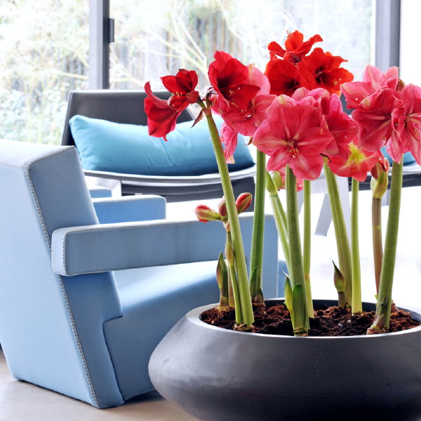 Amaryllis – Woonplant van de maand 2017 met Amaryllis plantverzorging tips – Rode Amaryllis in plantenbak naast Rietveld Utrecht fauteuil. (Foto Mooiwatplantendoen.nl  op DroomHome.nl)