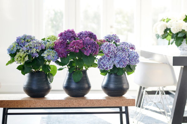 Hortensia woonplant van de maand april – Paars en witte hortensia’s en Hydrangea. (Foto Mooiwatplantendoen.nl  op DroomHome.nl)