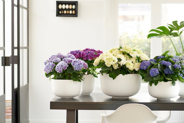 Hortensia woonplant van de maand april – Met Hortensia verzorgingstips – MEER kamerplanten inspiratie… (Foto Mooiwatplantendoen.nl  op DroomHome.nl)