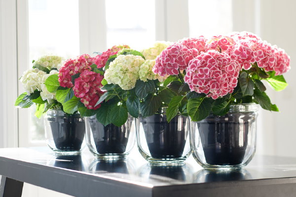 Hortensia woonplant van de maand april – Roze en witte hortensia’s en Hydrangea. (Foto Mooiwatplantendoen.nl  op DroomHome.nl)