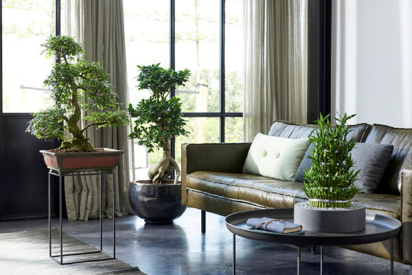 Zenplanten woonplanten van de maand mei - Bonsai, Ficus Ginseng en Dracaena lucky bamboo met verzorgingstips – MEER Kamerplanten inspiratie… (Foto Mooiwatplantendoen.nl  op DroomHome.nl)