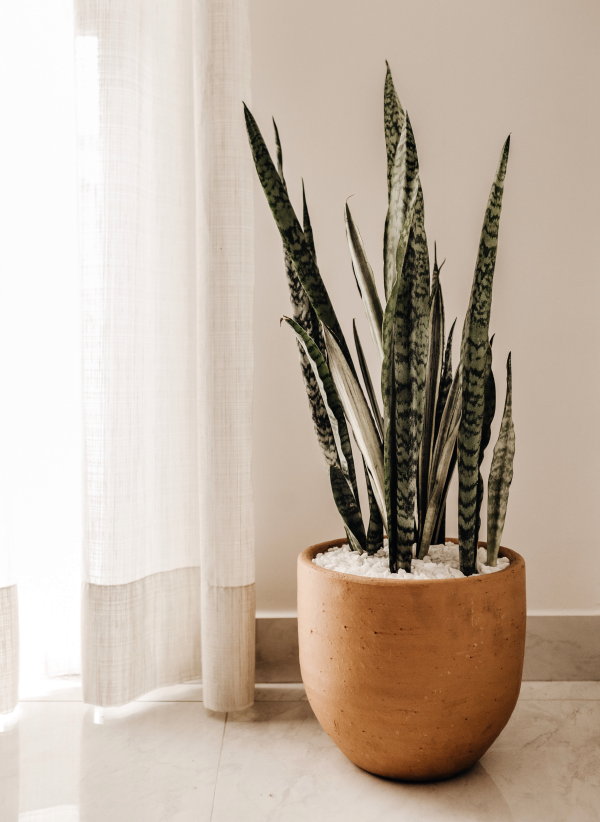 Trendy bloempotten 2019: Aardewerk XL bloempot (Foto Jonathan Borda.com, Unsplash.com  op DroomHome.nl) 