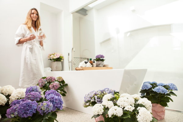 Wellness thuis met hortensia plant – Plant bathing (Foto Hydrangeaworld.com  op DroomHome.nl) 