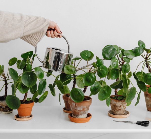 Gezellige woonkamer met Pannenkoekenplant = Fatsia = Pilea Peperomioides kamerplant verzorging (Foto Karolina Grabowska, Pexels.com  op DroomHome.nl)