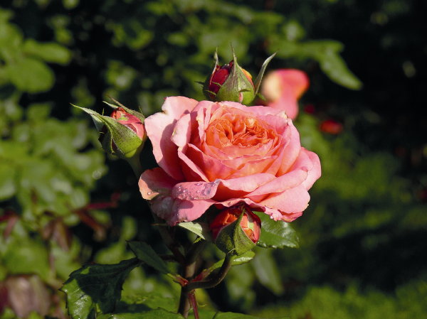 Kant en klare tuinrozen – Roos voor tuin, terras en balkon Rosa MaryAnn (Foto Tantau  op DroomHome.nl)