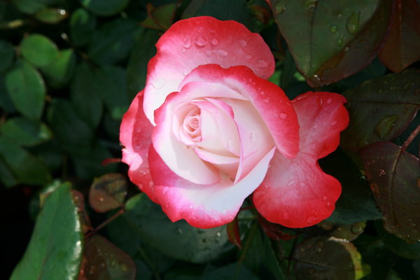 Kant en klare tuinrozen – Roos voor tuin, terras en balkon Rosa Nostalgie (Foto Tantau  op DroomHome.nl)