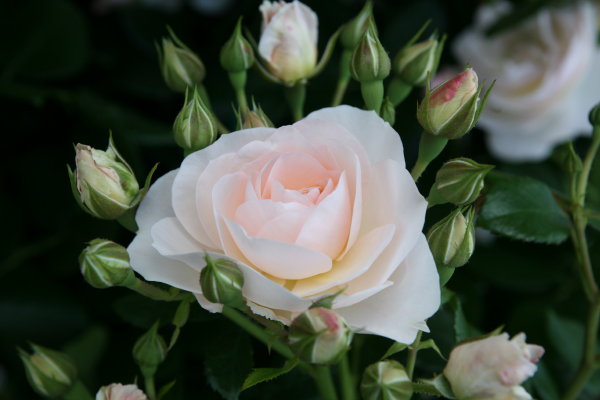 Kant en klare tuinrozen – Roos voor tuin, terras en balkon Rosa Sirius (Foto Tantau  op DroomHome.nl)