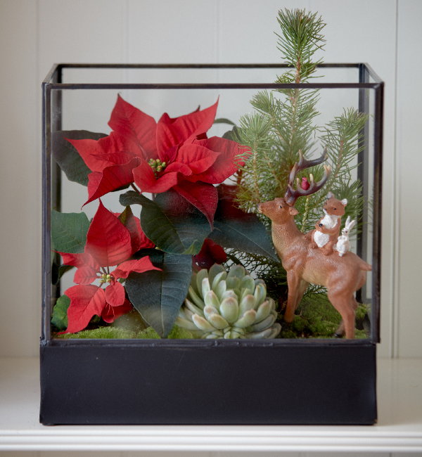 10 Kerst ideeën met kerststerren: Rode kerststerren in een terrarium (Foto Stars for Europe  op DroomHome.nl)