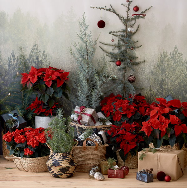 10 Kerst ideeën met kerststerren: Kerst 3D effect met rode kerststerren planten (Foto Stars for Europe  op DroomHome.nl)