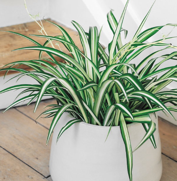 Gezellige woonkamer met Graslelie = Sprietenplant = Chlorophytum kamerplant (Foto Mooiwatplantendoen  op DroomHome.nl)