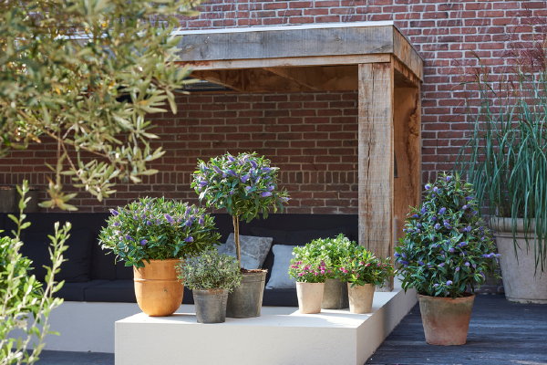 Tuinplant van de maand augustus: Hebe, voor borders, perken en als kuipplant. (Foto Mooiwatplantendoen.nl  op DroomHome.nl)