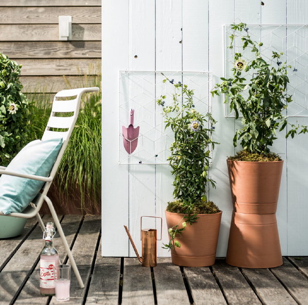 Terrasplant van het jaar 2019 is de Passiebloem (Foto Mooiwatplantendoen.nl  op DroomHome.nl) 