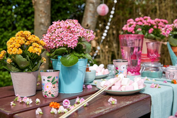 Nieuwe terrasplant Kalanchoë ‘Garden’, Woestijnroos plant met veel bloemen en minimale verzorging in geel en roze. (Foto Kalanchoe.nl  op DroomHome.nl)