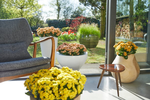 Nieuwe terrasplant en kamerplant Kalanchoë ‘Garden’, Woestijnroos plant met veel bloemen en minimale verzorging in geel en oranje. (Foto Kalanchoe.nl  op DroomHome.nl)