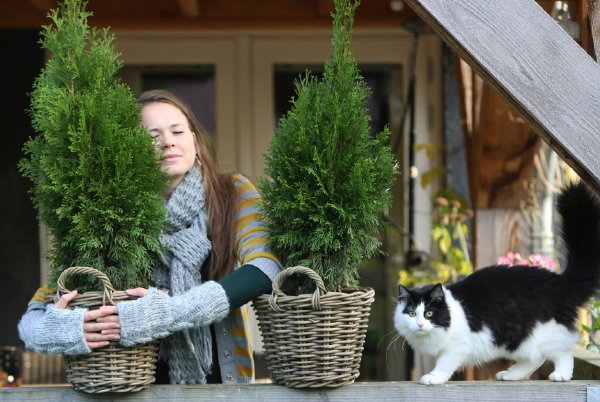 Tuinieren is gezond! – Tuinplant Thuja, ook wel levensboom genoemd (Foto Mooiwatplantendoen.nl  op DroomHome.nl)