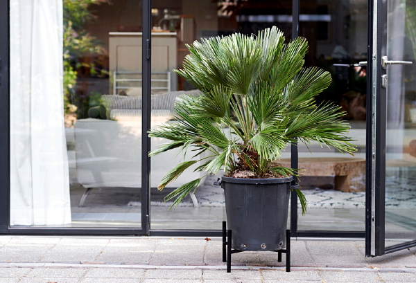 Tuinplanten van de maand september: Tuinpalm Trachycarpus in pot (Foto Mooiwatplantendoen.nl  op DroomHome.nl)