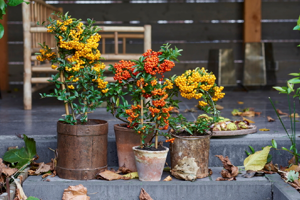 Tuinplant van de maand oktober Vuurdoorn – Pyracanta met kleurrijke bessen. (Foto Mooiwatplantendoen.nl  op DroomHome.nl)