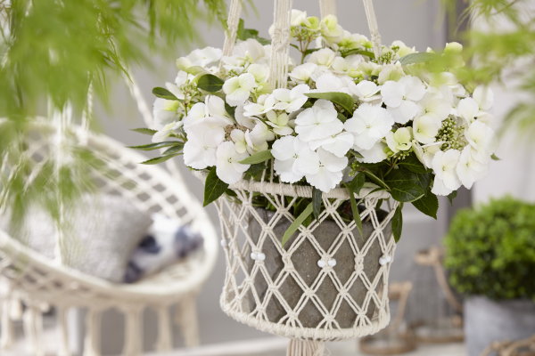 Witte hortensia Runaway Bride (Foto: Hydrangea Runaway Bride  op DroomHome.nl)