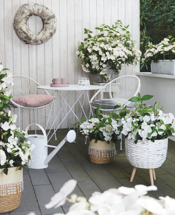 Witte hortensia Runaway Bride in bloempotten en hangpotten (Foto: Hydrangea Runaway Bride  op DroomHome.nl)