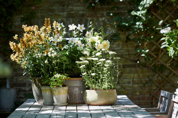 Bijen vrienden – tuinplanten van de maand juli – duizendknoop, dropplant, stokroos, Zeeuws knoopje en Anemoon plant in pot (Foto Mooiwatplantendoen.nl  op DroomHome.nl)