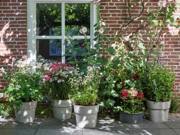 Bijen vrienden – tuinplanten van de maand juli – duizendknoop, dropplant, stokroos, Zeeuws knoopje en Anemoon plant verzorgingstips (Foto Mooiwatplantendoen.nl  op DroomHome.nl)