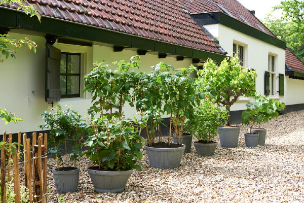 Klimfruit tuinplanten van de maand juni: Frambozen, blauwe bessen, bramen en druiven in bakken. (Foto Mooiwatplantendoen.nl  op DroomHome.nl)