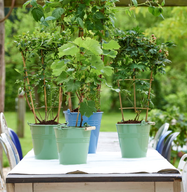 Klimfruit tuinplanten van de maand juni: Frambozen, blauwe bessen, bramen en druiven – MEER tuinplanten inspiratie… (Foto Mooiwatplantendoen.nl  op DroomHome.nl)