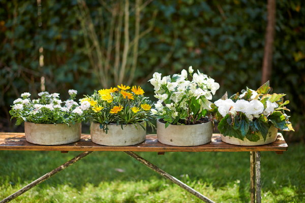 Tuinplanten van de maand april: Kleurbrengers Begonia, Ijzerhard (Verbena) en Middaggoud (Gazania) in pot. (Foto Mooiwatplantendoen.nl  op DroomHome.nl)