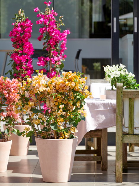 Tuinplanten van de maand april: Kleurbrenger Bougainvillea struikplant en klimplant in pot. (Foto Mooiwatplantendoen.nl  op DroomHome.nl)