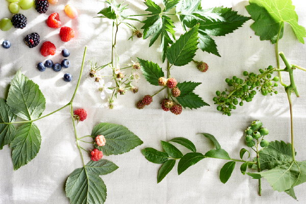 Klimfruit tuinplanten van de maand juni: Frambozen, blauwe bessen, bramen en druiven vruchten. (Foto Mooiwatplantendoen.nl  op DroomHome.nl)